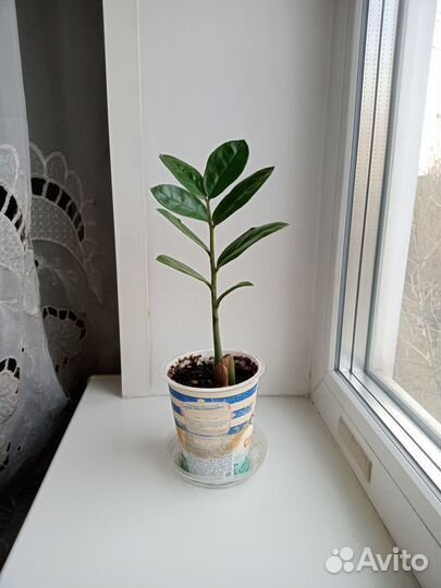 Замиокулькас молодой комнатное растение