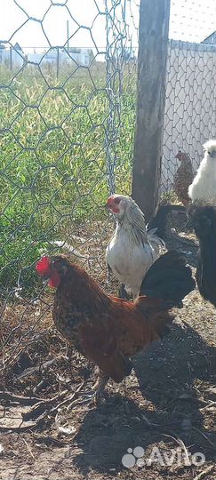 Куры бентамки