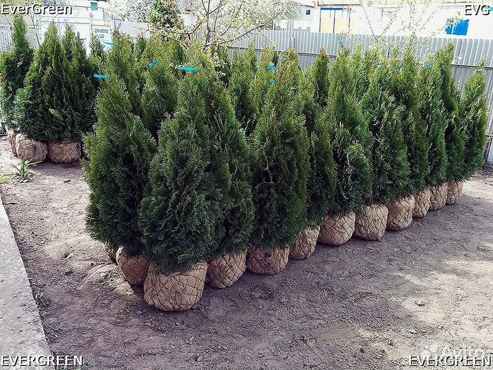 Туи смарагд