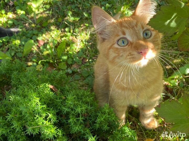 Рыжий котенок Расти