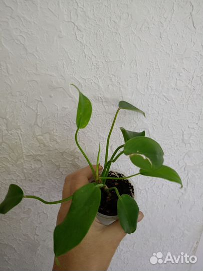 Филодендроны сортовые