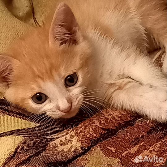 Котята в дар