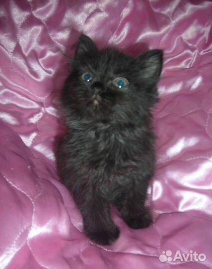Марсик - Пуховый черный мальчик - 2 месяца в семью