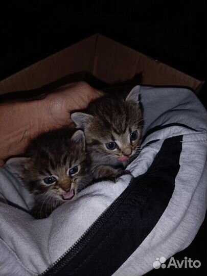 Котята без породы