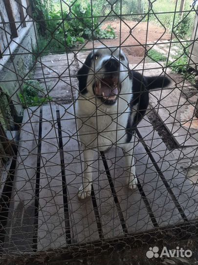 Отдам в добрые руки щенка