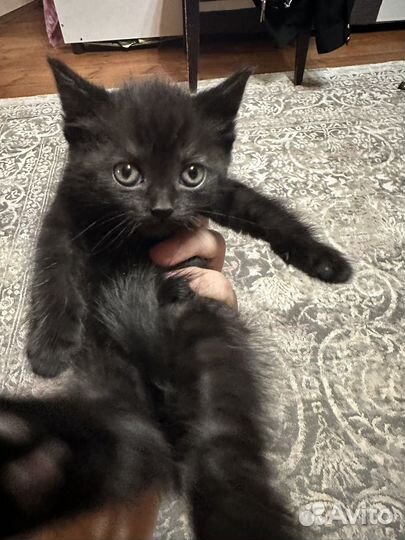 Британская кошка