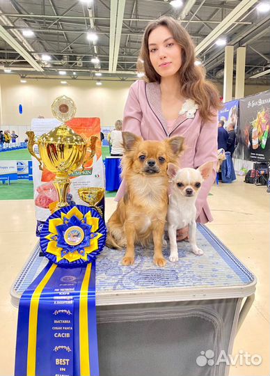 Профессиональный хендлер