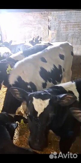 Бычки и телята