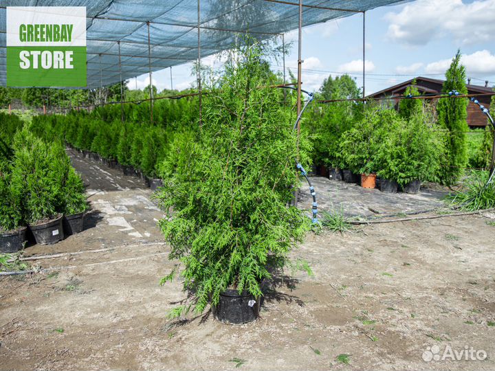 Туи брабант 120 см свежая копка 2023