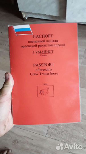 Орловский жеребец