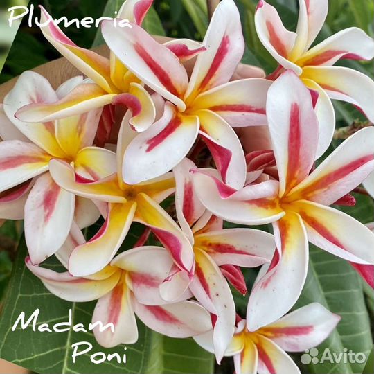 Плюмерии сортовые