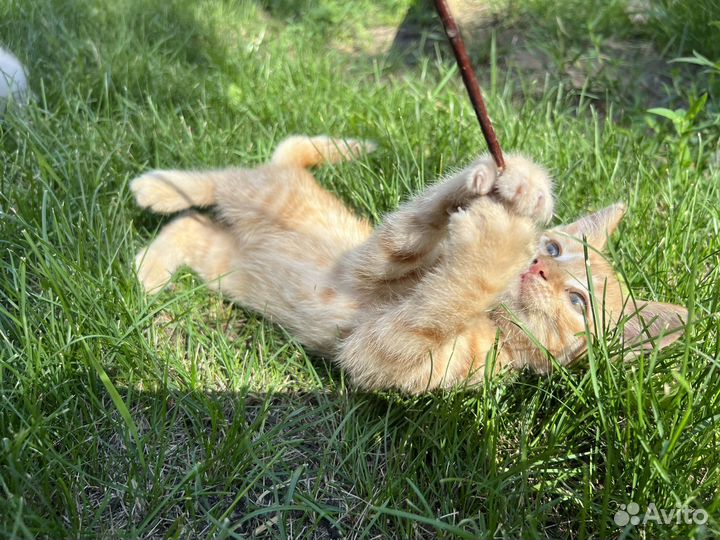 Милые рыжие котята