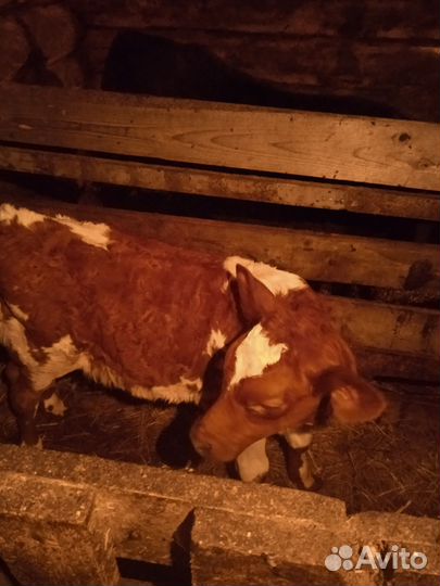 Телёнок (тёлочка)