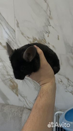 Шиншилла + клетка