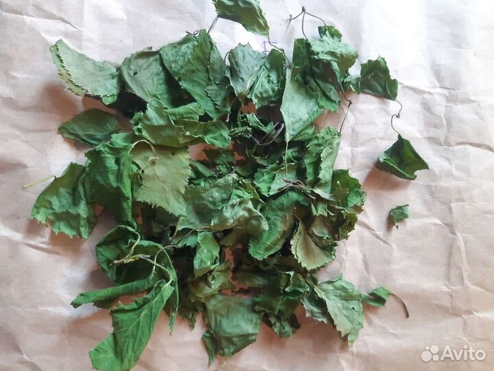 Лист березы