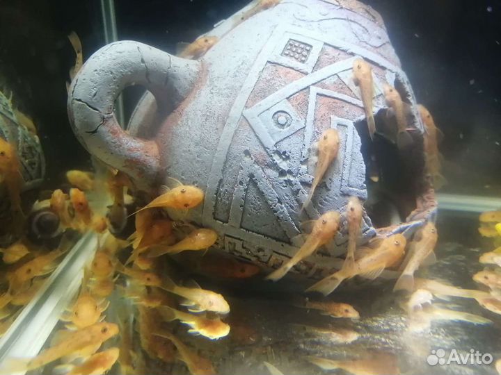 Аквариумные рыбы