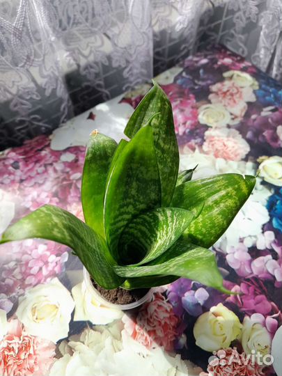 Комнатные цветы