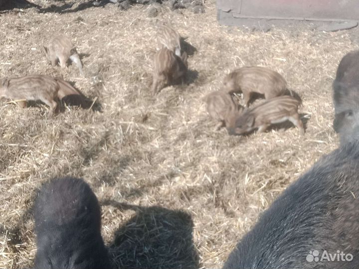 Дикие кабанчики