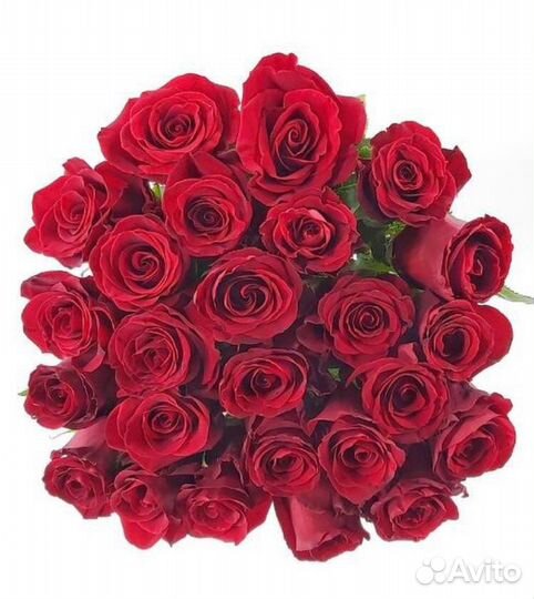 Розы 25 штук 60 см