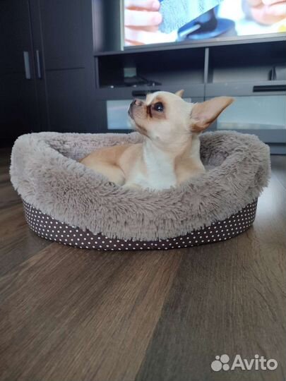 Лежанка для животных