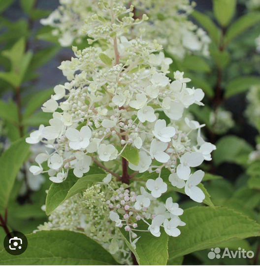 Кенделайт Гортензия метельчатая