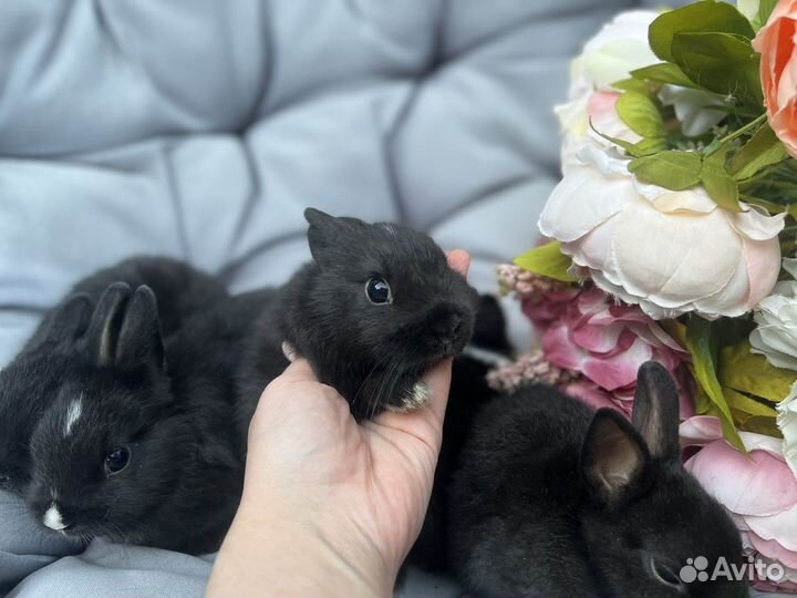 Декоративные кролики