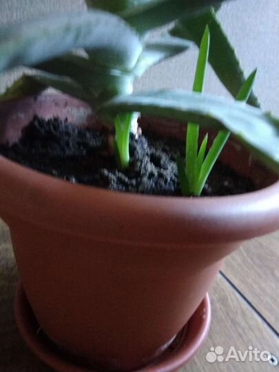 Алоэ вера лечебный