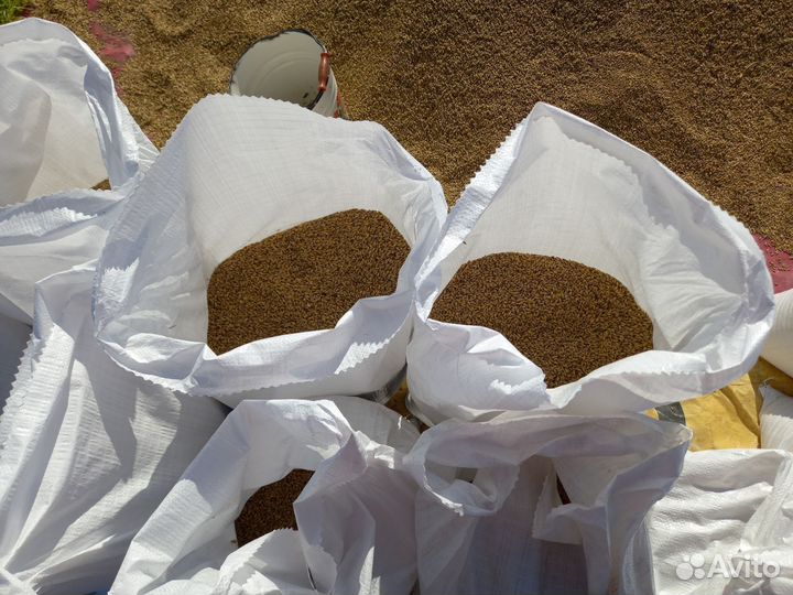 Зерно пшеницы 2024