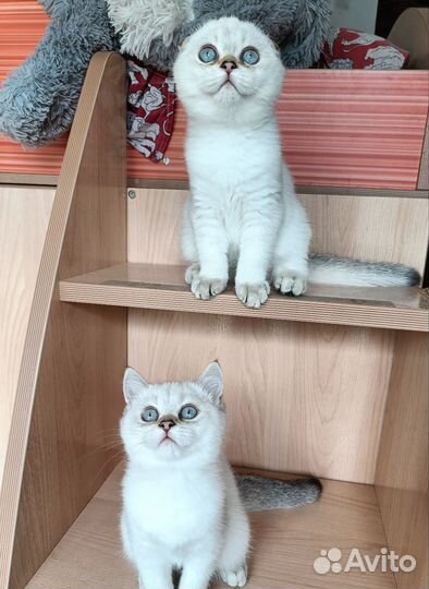 Голубоглазые котята