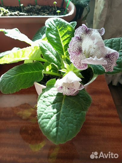 Глоксиния цветущая махровая