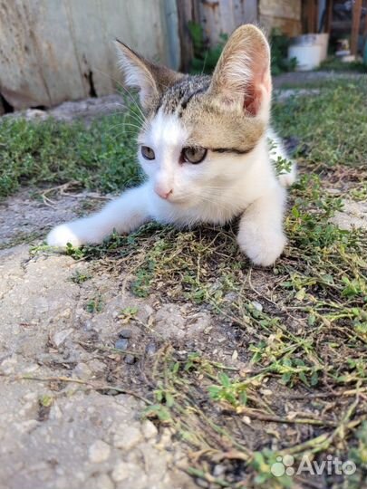 Котики добрым людям