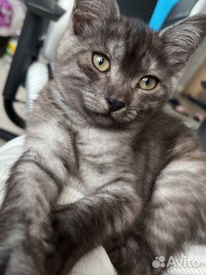 Котенок девочка