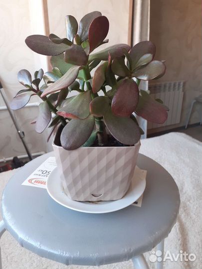 Цветок толстянка