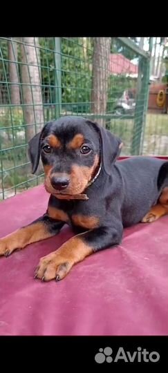 Немецкий пинчер