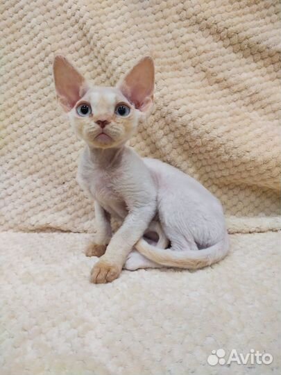 Котята девон-рекс