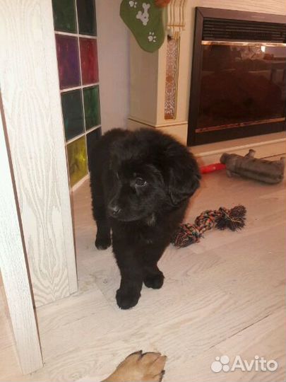 Щенок в дар