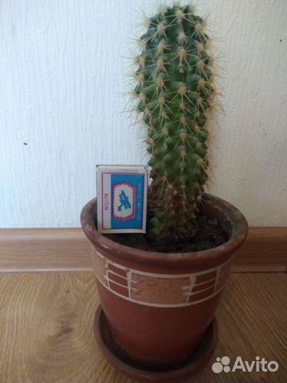 Кактус