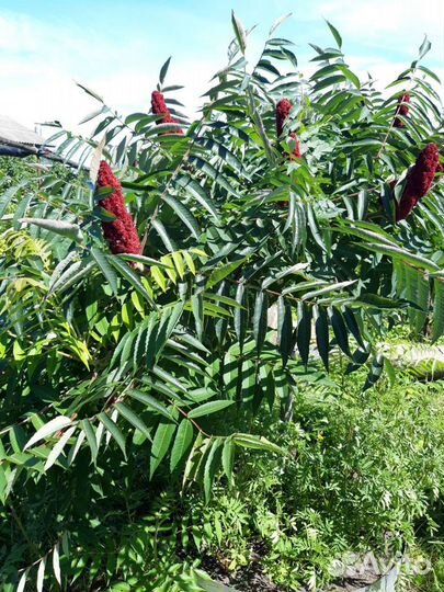 Сумах оленерогий