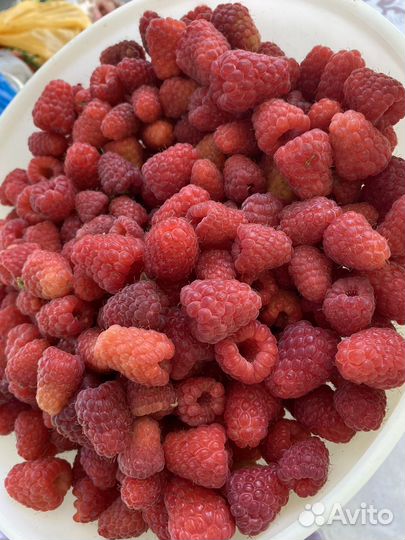 Рассада малины