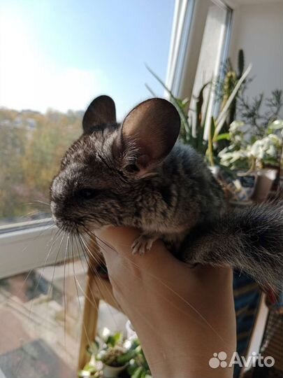 Шиншилла
