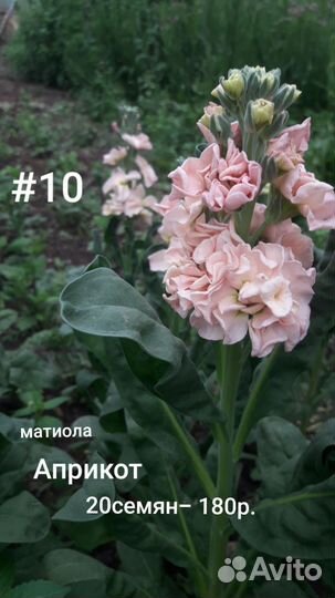 Матиола, семена