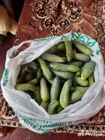 Огурцы свежие