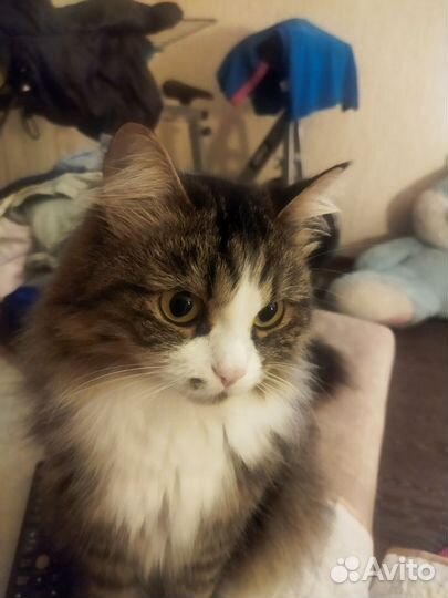 Кошка ищет кота