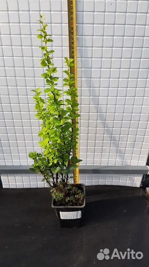 Барбарис Тунберга (часть 2)