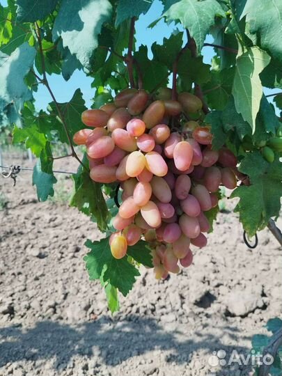 Виноград