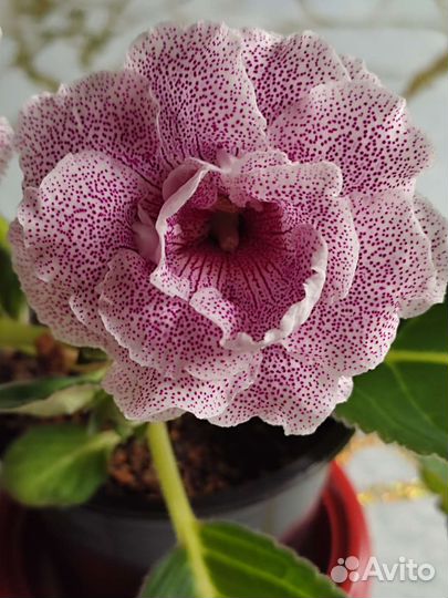 Глоксиния цветущая