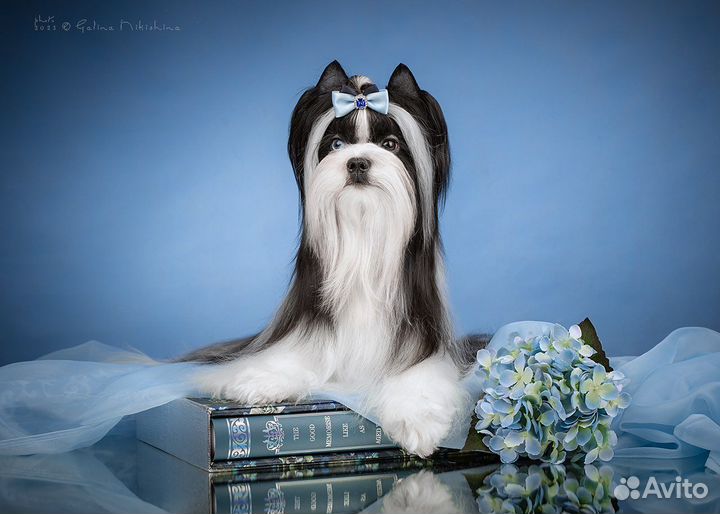 Бивер,цветной йорк,биро,шоколадный йорк,вязка