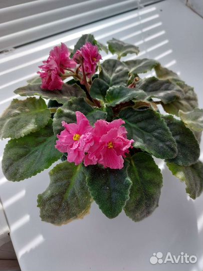 Фиалка в горшках