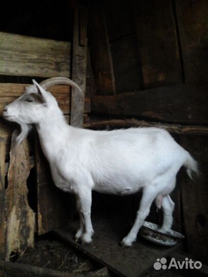 Молодые козы и козлы