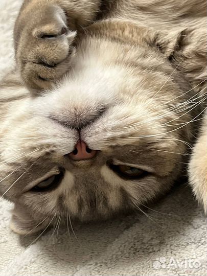 Шотландский вислоухий кот